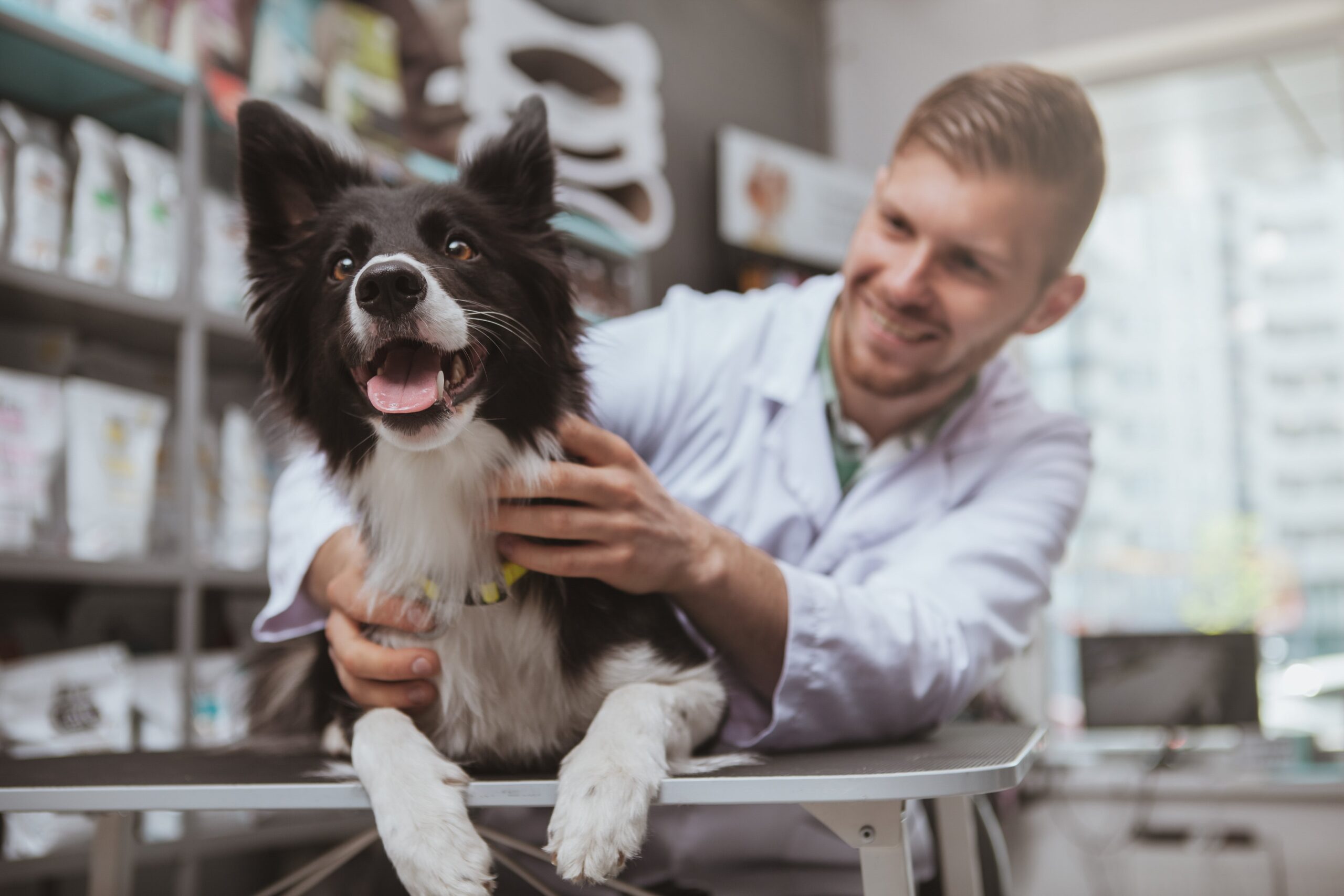 Dog Boarding Daycare and Grooming Facility client background