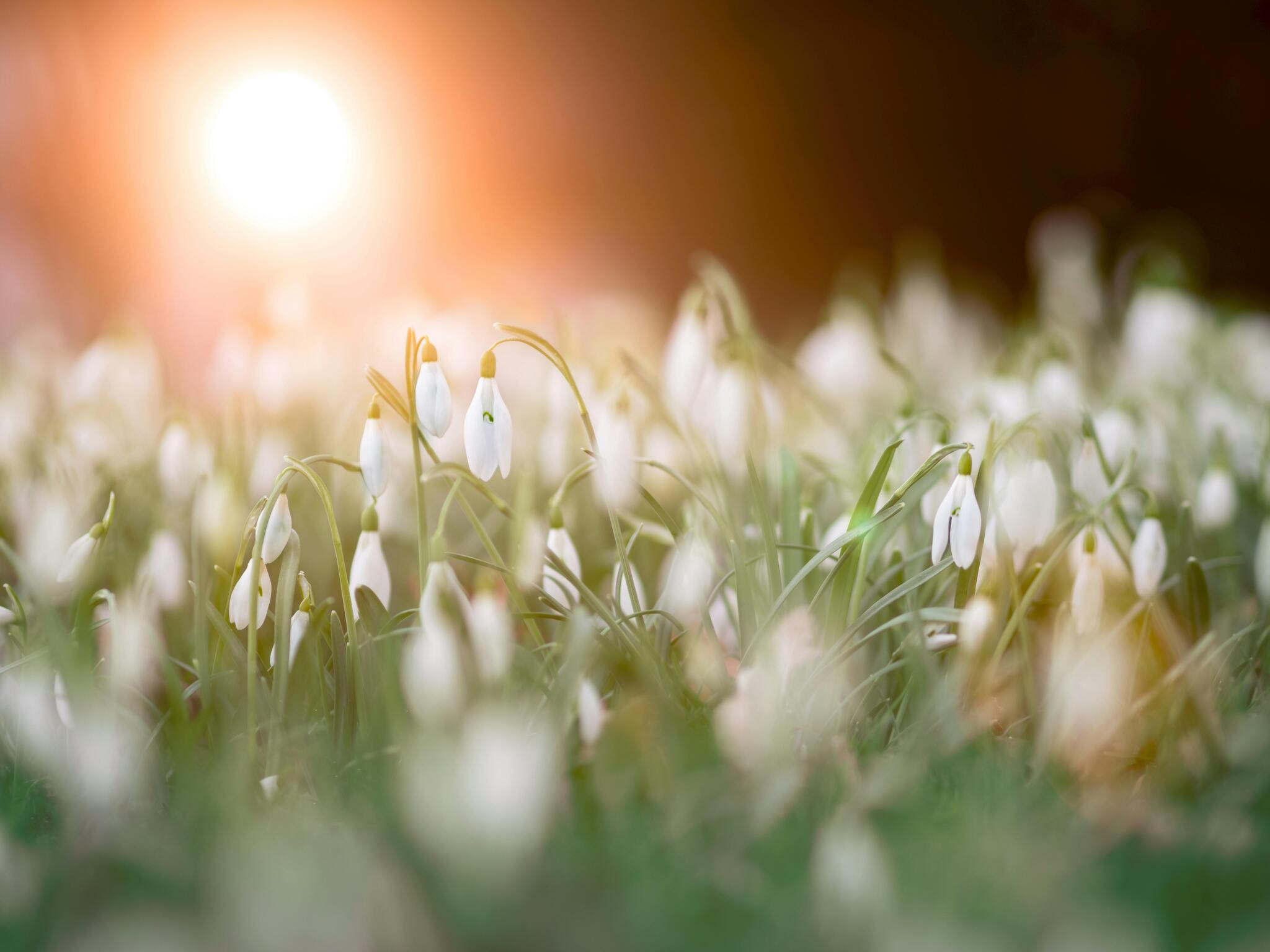 before spring growth